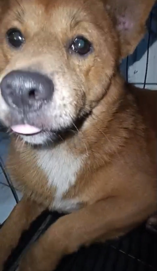 🧡  SPONSORED! |  MEET FREDDIE 🧡