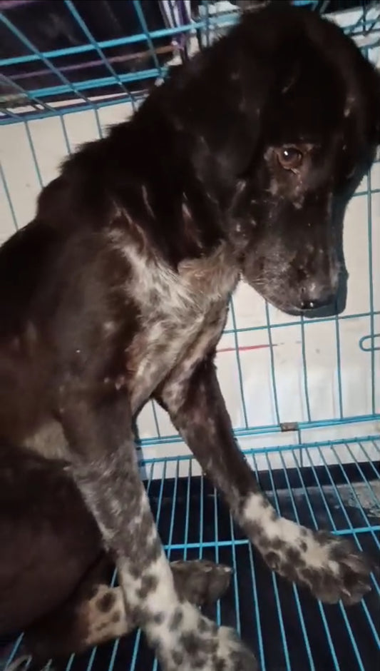 🐾 SPONSORED |  MEET DOT 🐾