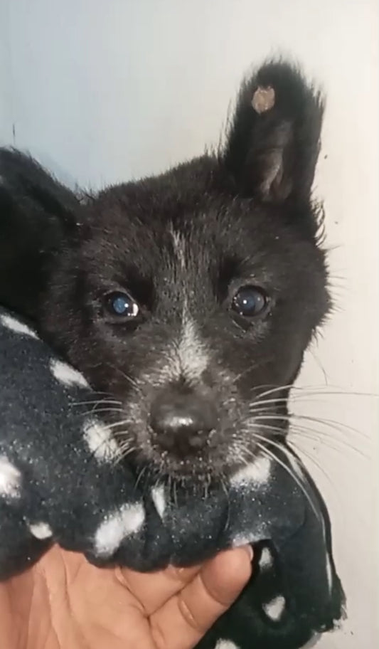 🥺 SPONSORED! | MEET BERNADETTE 🥺