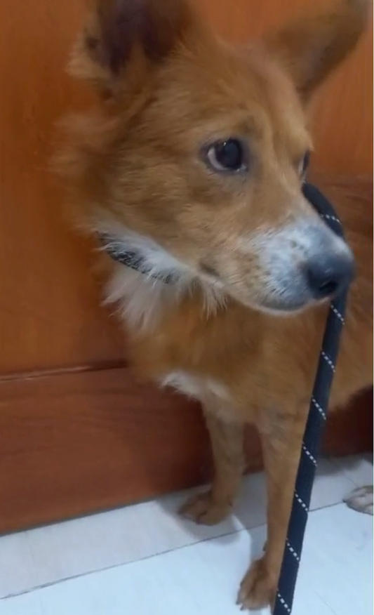 🦊 SPONSORED! | MEET FOX 🦊