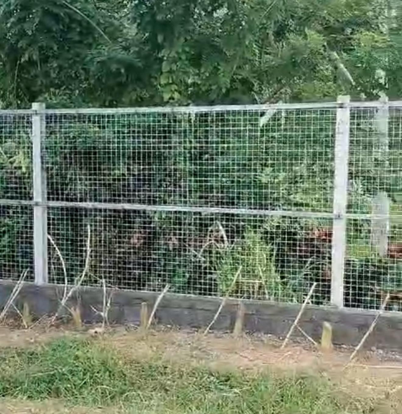 Donate Fencing to Keep the Dogs Safe 🙏🏼