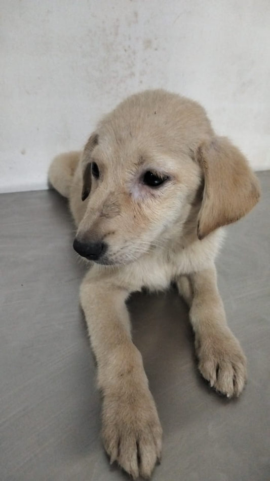🌻  SPONSORED! |  MEET BRACKEN 🌻