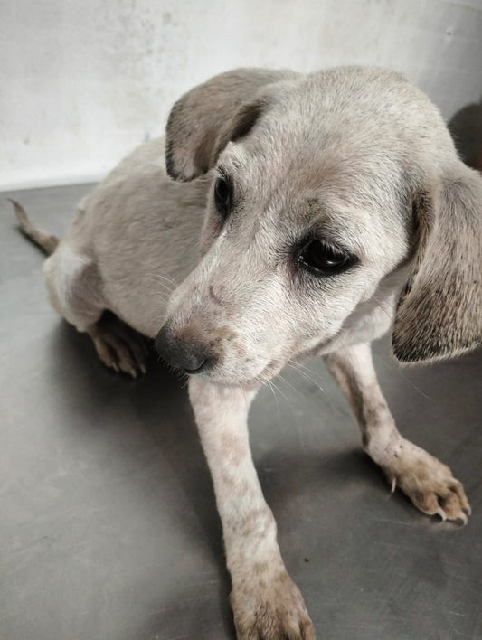 🌾  SPONSORED! |  MEET ELSA 🌾