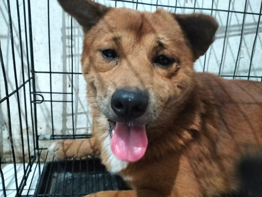 🧡  SPONSORED! |  MEET FREDDIE 🧡
