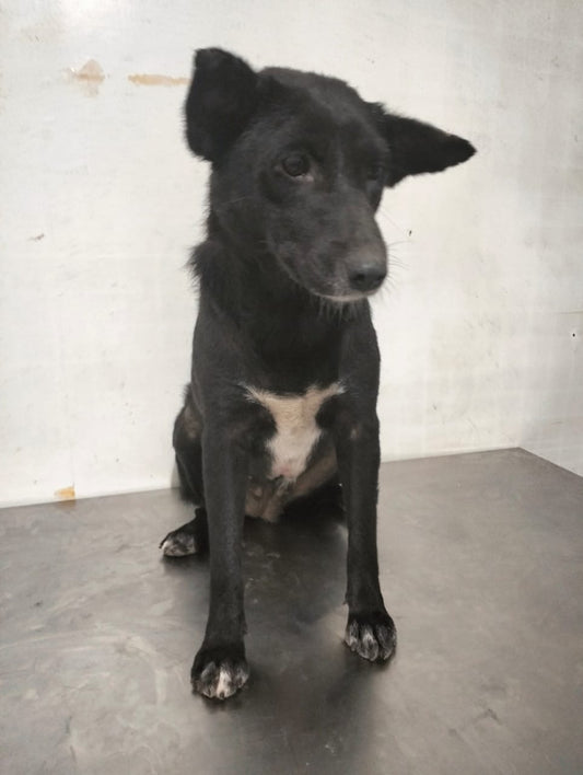 🖤 SPONSORED! | MEET NOVA 🖤