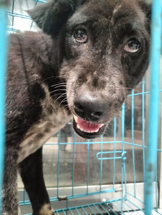 🐾 SPONSORED |  MEET DOT 🐾