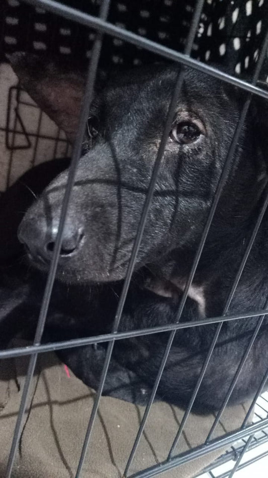 SPONSORED! | MEET LOLA